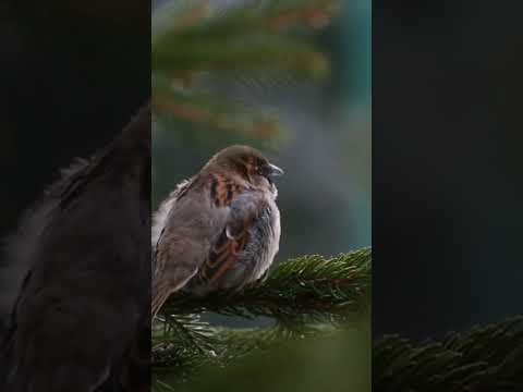 Amazing Bird Sounds: Nature's Musical Symphony#BirdLovers#BirdsOfInstagram