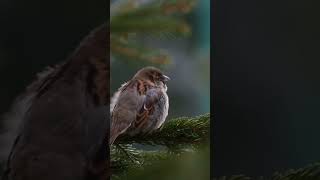 Amazing Bird Sounds: Nature's Musical Symphony#BirdLovers#BirdsOfInstagram