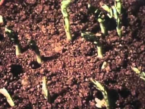 Classic Sesame Street film - beans growing