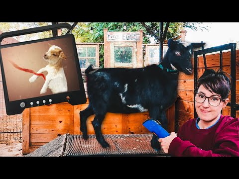 Let's take a peek inside our miniature goat -- Is she PREGNANT? (ultrasound day!!)