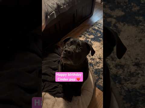 How many birthday wishes can she get?? 🥳#cutedogs #dogshorts #puppy #funnypets #cuteanimals #dogs