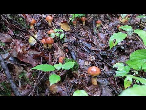 ハナイグチ大量 　きのこ狩り　天然きのこ　飛騨季節料理　肴