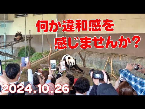 パンダ速報🐼いつもと違うのわかります？