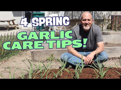 4 Tips for Spring for Your Best Garlic Harvest Ever!