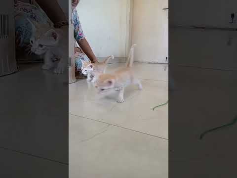 lgta Hai ki Har gya #catlover #running #shortvideo #shorts #subscribers