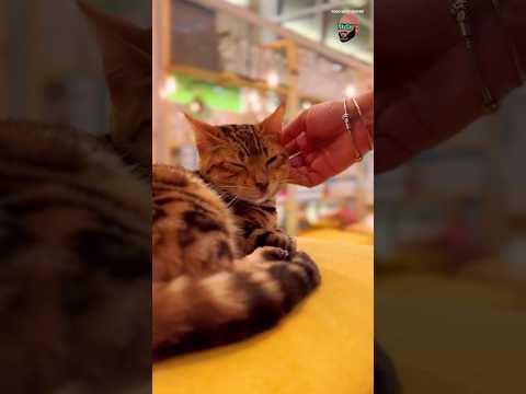 Cat Cafe in #Dammam - ‘PET’S PARK’ #cats #catlovers