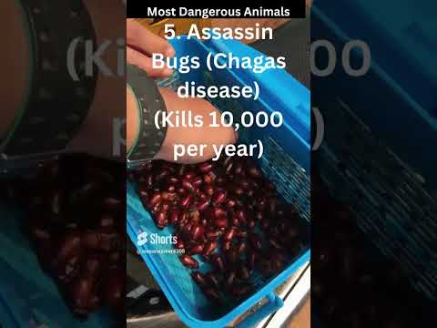 Most Dangerous Animales #shortsvideo #animals #dangerous