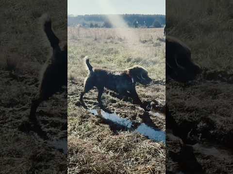 When you’re so happy you made the retrieve you have to show everyone #wirehairedpointinggriffon