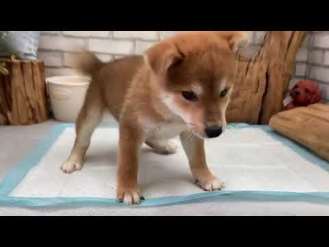 Red Shiba Inu - Bubba