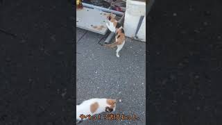 三毛猫「やべっ！逃げよっと。」