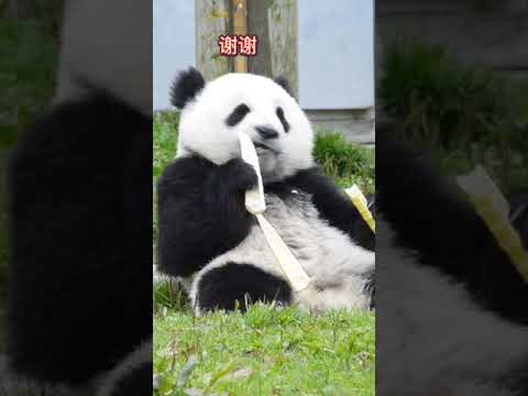 パンダに餌をやる方法? 
How To Feed a Panda? #Shorts