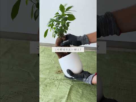 🍀ガジュマルを大きく　太くする裏技🍀【☘Life with Houseplant】11-10