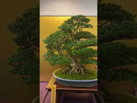 21st kinshu ten, Satsuki Azalea Bonsai Exhibition. #bonsaiexhibition #satsuki