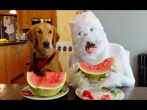 Cat Reviews Food With Dog! Taste Test Challenge