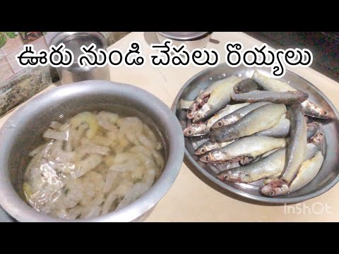 Village nundi katti parugulu chepalu & prawns ochayi ||ma mummy valla nanamma recepie edhi#fishcurry