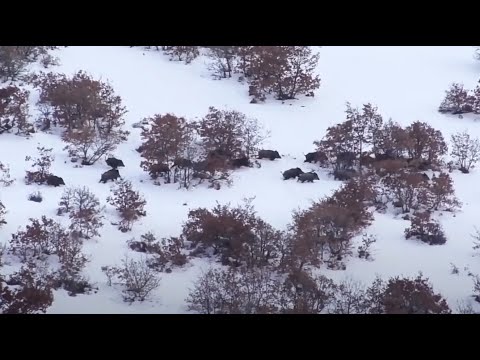 WILD BOAR HUNTING IN WINTER | KIŞIN DOMUZ AVLARI