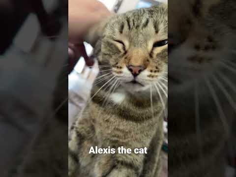 Alexis the cat getting attention