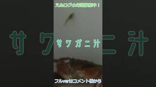 サワガニで出汁がとれるか検証･･･