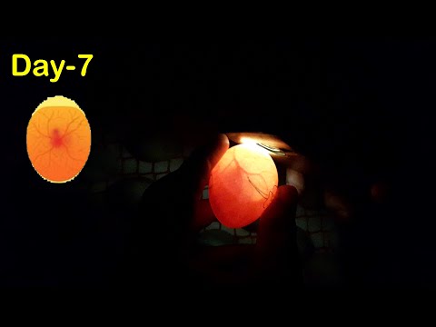 Egg Incubator Day-7 | Candling Chicken Eggs | Hatchery Machine