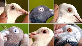 Pigeon Eye Colours In Tamil | Pura valarpu | தமிழில்