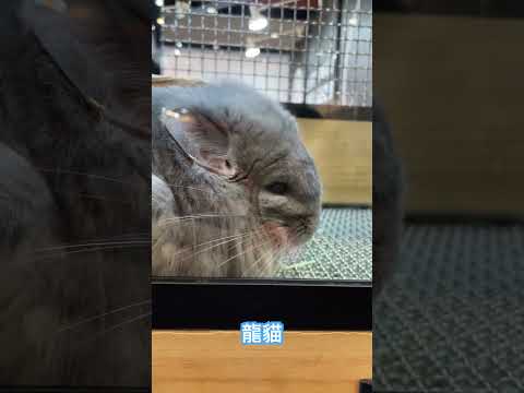 寵物展龍貓#cute #chinchilla