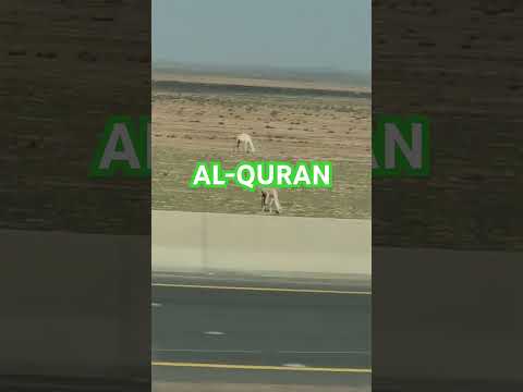 AL-QURAN #stay #humbled #stay #strong #life #is #precious #peace #peaceful #world #viral #video #ksa