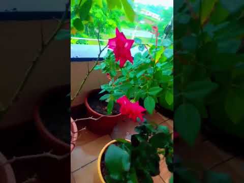 Beautiful flowers in my garden #viral #viralshorts