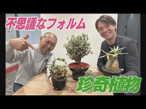 不思議なフォルムで人気　話題の珍奇植物