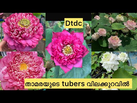 താമരയുടെ ട്യൂബർ വിലക്കുറവിൽLotus Tuber For Sale 7902402312 #malayalam #trending #viralvideo #youtube