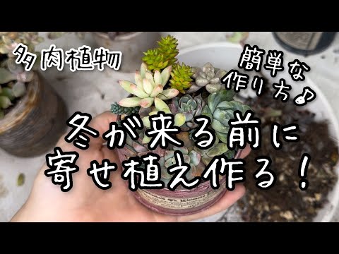 【多肉植物】冬越し用寄せ植えの作り方！