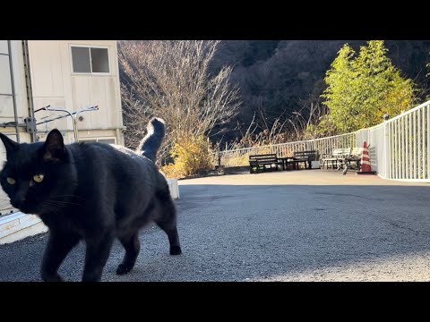 坂道で追いかけてくる黒ねこちゃん　No.８３２　に　２０２４年　１２月２１日　８：００　のくろねこちゃん　black cat