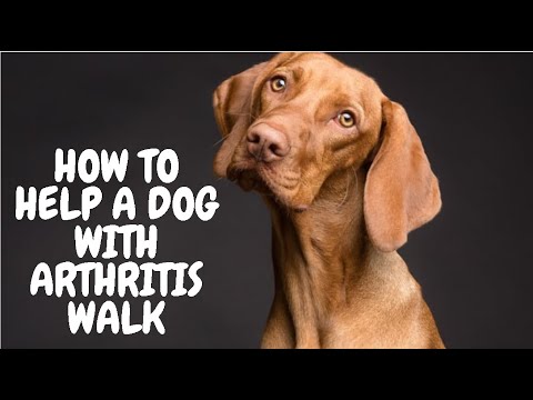 How To Help A Dog With Arthritis