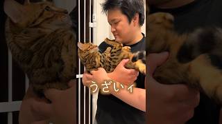 気が強いけど、飼い主の顔は絶対蹴らない優しいネコ #ベンガル #ルトロゼ #猫