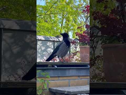 Got Food? #crow #relaxingvideo #cat #birds #cleverbirds