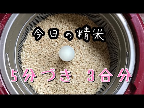 【精米vlog】玄米から5分づきへ　3合