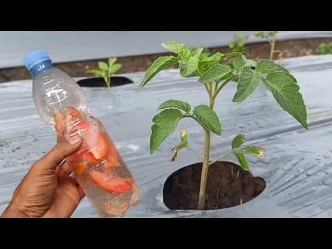 New Best Organic Liquid Fertilizer For All Types Of Plants | Free Homemade Fertilizer