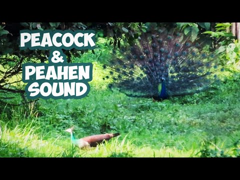 Peacock calls and Peahen calls 🦚Peacock dance and peacock sound  #peacockcall #peacockdance #peahen