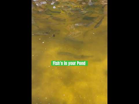 Fish’n in your POND Idea | Buy Trout, and Do Some Fishing in Your (own) Pond