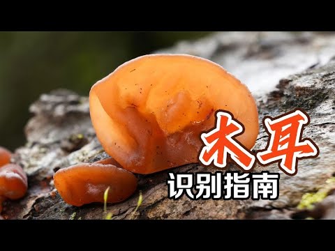 02:42 How to identify wild fungus?