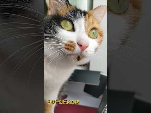 お外を眺める猫　#cute #ねこのいる生活 #三毛猫 #funny