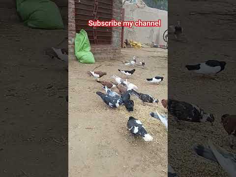 #pigeon #pigeonpigeon #pigeonbreeds #manytypesofpigeons #birdspecies #birds #colourfulpigeons