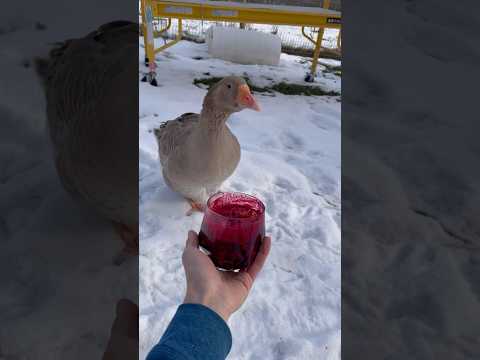 Will the birds like spooky corn? BEET JUICE #shorts #halloween #birds #chickens #geese #ducks #beets