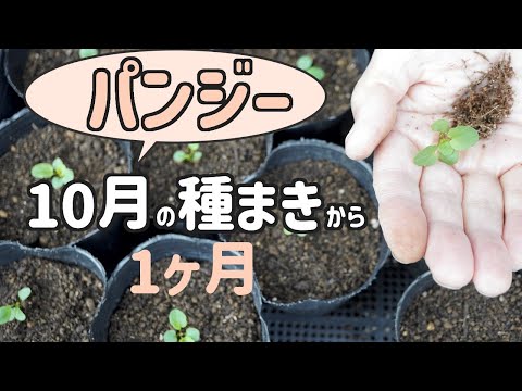 10月にパンジーの種を蒔いて1ヶ月後のポット上げ