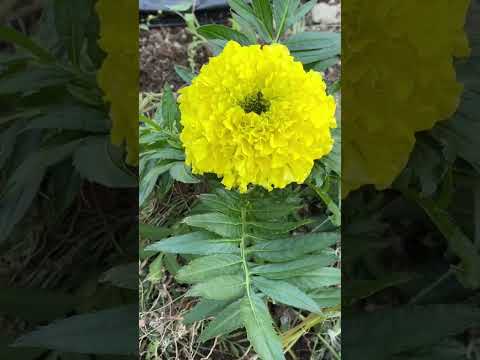 マリーゴールド植えつけ🌼【家庭菜園だより】marigold