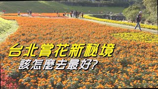 台北 景點|台北內湖賞花秘境花海|2021過年去玩|小旅行||怎麼去最好|捷運 景點|國旅台北好玩景點