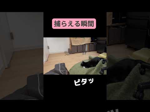 捕らえる瞬間 #shorts #元保護猫