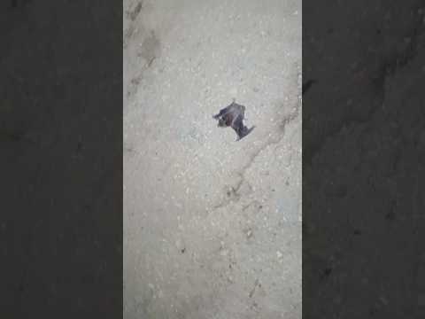 Child Bat #shorts #birds #baby