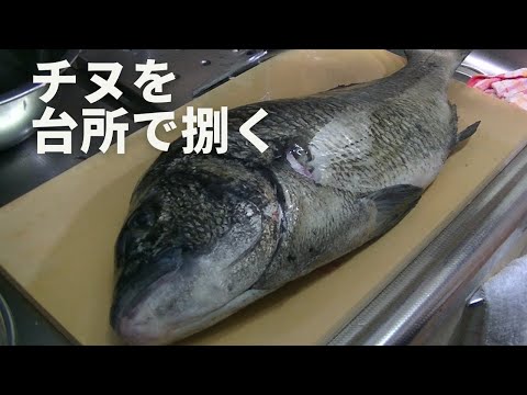 ルアーで釣った黒鯛をライブ配信で捌く