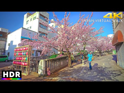 Atami walk - Early Blooming Cherry Blossoms in Shizuoka, Japan • 4K HDR