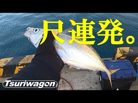 【肝はハリスの長さ？】真冬でも尺アジ連発のカゴ釣り必殺メソッド Japanese amberjack